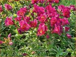  Alstroemeria 'River Valley' | Incalelie, Peruviaanse lelie | Inkalilie | Peruvian Lily