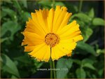 Coreopsis grandiflora 'Schnittgold' | Meisjesogen | Gro&szlig;blumiges M&auml;dchenauge | Bigflower Coreopsis