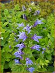 Lobelia siphilitica | Virginische lobelia, Vaste lobelia