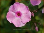 Phlox 'Herbstwalzer' | Vlambloem, Flox, Floks