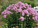 Phlox 'Herbstwalzer' | Vlambloem, Flox, Floks