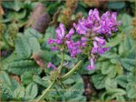Stachys officinalis 'Ukkie' | Betonie, Koortskruid, Andoorn | Echter Ziest