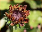 Rudbeckia hirta 'Cherry Brandy' | Zonnehoed