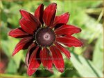 Rudbeckia hirta 'Cherry Brandy' | Zonnehoed