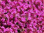 Thymus praecox 'Red Carpet' | Kruiptijm, Tijm | Niedergestreckter Thymian