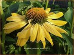 Echinacea purpurea 'Aloha' | Rode zonnehoed, Zonnehoed | Roter Sonnenhut | Purple Coneflower