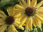 Echinacea purpurea 'Aloha' | Rode zonnehoed, Zonnehoed | Roter Sonnenhut | Purple Coneflower
