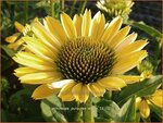 Echinacea purpurea 'Aloha' | Rode zonnehoed, Zonnehoed | Roter Sonnenhut | Purple Coneflower