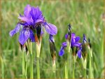 Iris sibirica | Siberische iris, Lis
