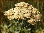 Achillea 'Hannelore Pahl' | Duizendblad | Garbe