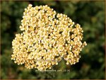 Achillea 'Hannelore Pahl' | Duizendblad | Garbe