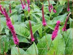 Persicaria amplexicaulis 'Amethyst' | Adderwortel, Duizendknoop | Kerzenkn&ouml;terich