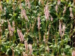 Persicaria amplexicaulis 'Pink Mist' | Adderwortel, Duizendknoop