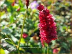 Persicaria amplexicaulis 'Red Baron' | Adderwortel, Duizendknoop | Kerzenkn&ouml;terich