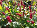 Persicaria amplexicaulis 'Red Baron' | Adderwortel, Duizendknoop | Kerzenkn&ouml;terich