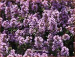 Thymus pulegioides | Grote tijm, Tijm