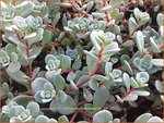 Sedum cyaneum 'Rosenteppich' | Vetkruid