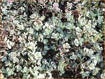 Sedum cyaneum 'Rosenteppich' | Vetkruid