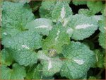 Lamium maculatum | Dovenetel