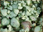 Lamium maculatum 'Purple Dragon' | Dovenetel