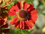 Helenium 'Hot Lava' | Zonnekruid