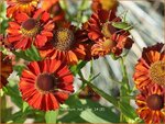 Helenium 'Hot Lava' | Zonnekruid