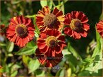 Helenium 'Hot Lava' | Zonnekruid