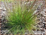Deschampsia flexuosa | Bochtige smele