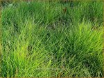 Deschampsia flexuosa | Bochtige smele, Smele