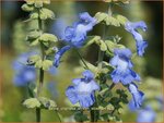 Salvia uliginosa 'African Skies' | Salie, Salvia