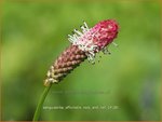 Sanguisorba officinalis 'Rock and Roll' | Grote pimpernel, Groot sorbenkruid, Sorbenkruid, Pimpernel | Gro&szlig;er Wiesen