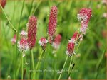 Sanguisorba officinalis 'Rock and Roll' | Grote pimpernel, Groot sorbenkruid, Sorbenkruid, Pimpernel | Gro&szlig;er Wiesen