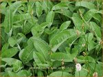 Persicaria bistorta subsp. carnea | Duizendknoop, Adderwortel
