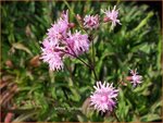Lychnis flos-cuculi 'Jenny' | Echte koekoeksbloem