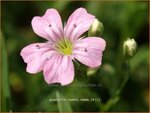 Gypsophila repens 'Rosea' | Gipskruid, Kruipende gipskruid