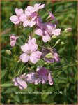 Gypsophila repens 'Rosea' | Gipskruid, Kruipende gipskruid