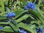 Gentiana cruciata | Kruisbladgentiaan, Gentiaan