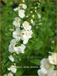 Verbascum 'White Domino' | Toorts