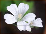 Geranium nodosum 'Silverwood' | Knopige ooievaarsbek, Ooievaarsbek, Tuingeranium | Bergwald-Storchschnabel