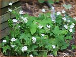 Geranium nodosum 'Silverwood' | Knopige ooievaarsbek, Ooievaarsbek, Tuingeranium | Bergwald-Storchschnabel