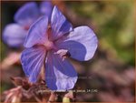 Geranium pratense 'Hocus Pocus' | Ooievaarsbek