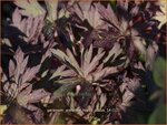 Geranium pratense 'Hocus Pocus' | Ooievaarsbek
