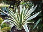 Yucca flaccida 'Ivory' | Palmlelie | Schlaffe Palmlilie