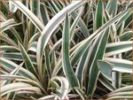 Yucca flaccida 'Ivory' | Palmlelie | Schlaffe Palmlilie