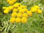 Tanacetum vulgare 'Isla Gold' | Boerenwormkruid, Wormkruid