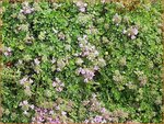 Thymus 'Elfin' | Kruiptijm, Tijm
