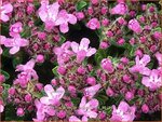 Thymus praecox 'Bressingham' | Kruiptijm, Tijm | Fr&uuml;hbl&uuml;hender Thymian
