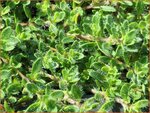 Thymus praecox 'Bressingham' | Kruiptijm, Tijm | Fr&uuml;hbl&uuml;hender Thymian