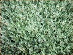 Thymus vulgaris 'Fleur Provencale' | Kruiptijm, Tijm