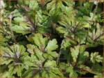 Tiarella 'Candy Striper' | Schuimbloem, Perzische muts